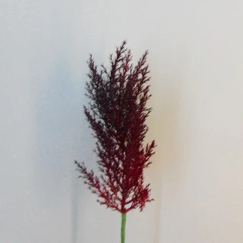 65cm Artificial Pampas Grass Burgundy Red - PAM008 L3