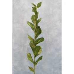 Artificial Ruscus - RUS001 O3