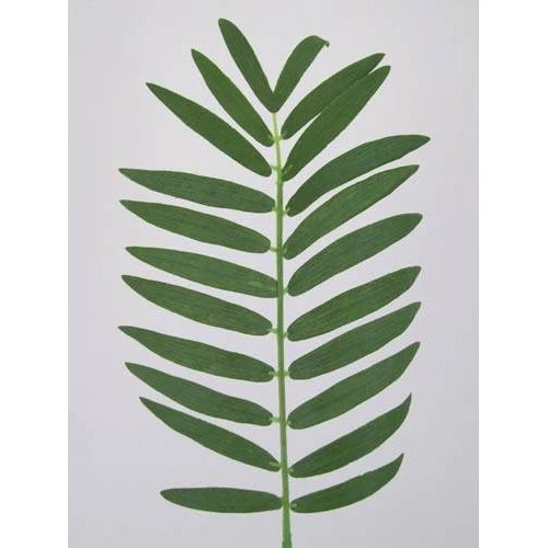 Small Cycas Leaf (Areca or Pogonatherum Palm) - PM003 J3