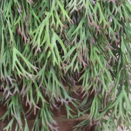 Artificial Stag Horn Trailing Plant 82cm - STA005 BX7