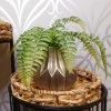 Artificial Fern in Silver Geometric Vase - FER054 5A