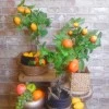 Artificial Lemon Tree 50cm - LEM509