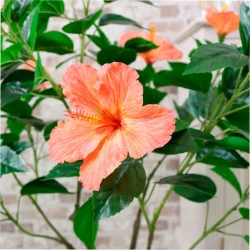 Artificial Hibiscus Tree Orange 90cm - B023