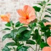 Artificial Hibiscus Tree Orange 90cm - B023