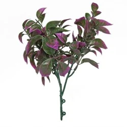 Budget Photinia Plants Two Tone Green Purple 22cm - PHO002 HH1