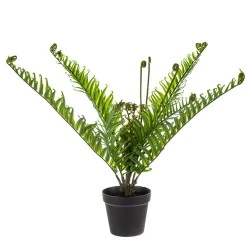 Artificial Plants Potted Fiddlehead Fern 53cm - FER018 2C