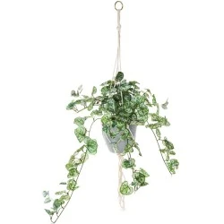 Artificial String of Hearts Plant in Macrame Hanger - STR003 FR