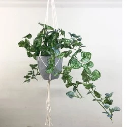 Artificial String of Hearts Plant in Macrame Hanger - STR003 FR