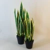 Artificial Pot Plants | Sansevieria Small 51cm - SAN003 5C