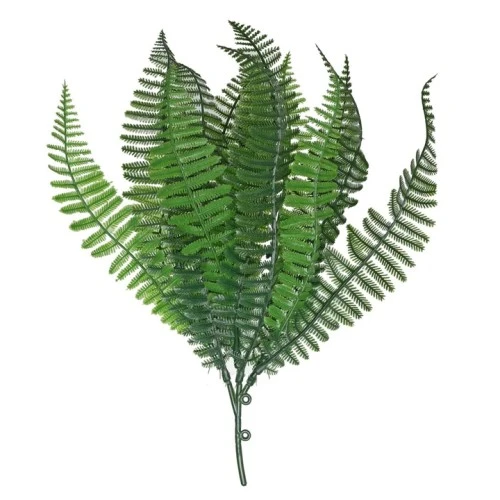 Budget Fern Plants Two Tone Green 30cm - FER058 HH1