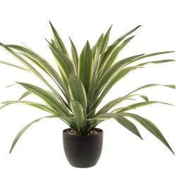 Artificial Plants Potted Luxury Dracaena 65cm - DRA005 7A