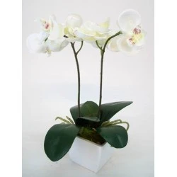 Mini Artificial Phalaenopsis Orchid Plant in White Pot Ivory - ORP009 