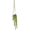 Potted Senecio String of Pearls Plant Hanging - SEN002 2D