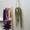 Potted Senecio String of Pearls Plant Hanging - SEN002 2D