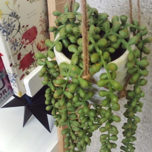 Potted Senecio String of Pearls Plant Hanging - SEN002 2D