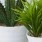 Potted Plants - Foliage