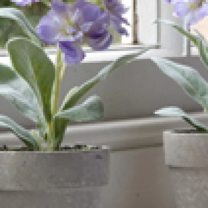 Potted Plants - Flowering