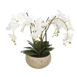 White Phalaenopsis Orchid Plant in Clay Pot Large - ORC003 