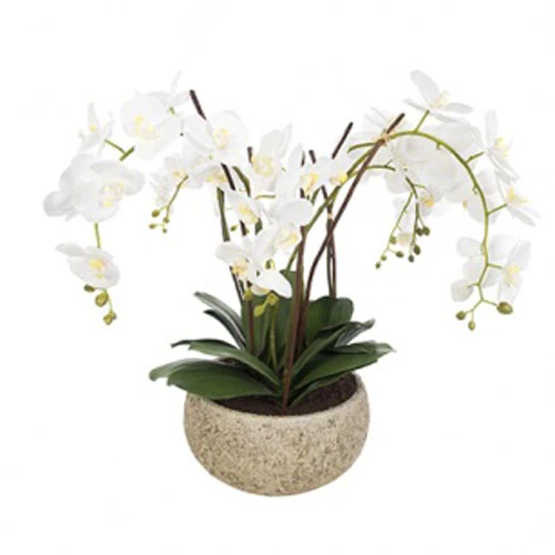 White Phalaenopsis Orchid Plant in Clay Pot Large - ORC003 