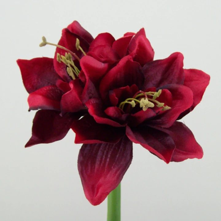 Amaryllis