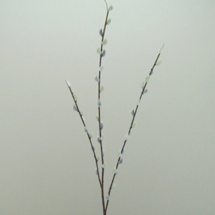 Pussy Willow