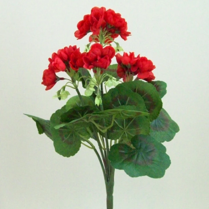 Geraniums