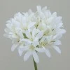 Agapanthus Cream 87cm - A047 A1
