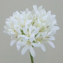 Agapanthus Cream 87cm - A047 A1