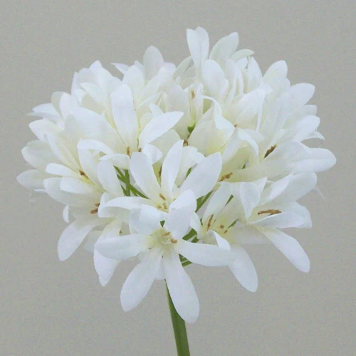Agapanthus Cream 87cm - A047 A1