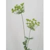 Anethum Green 90cm - A004 B2