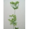 Anethum White 90cm - A005 B2