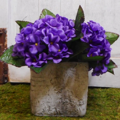 African Violet Purple 21cm - V002 M2