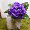 African Violet Purple 21cm - V002 M2