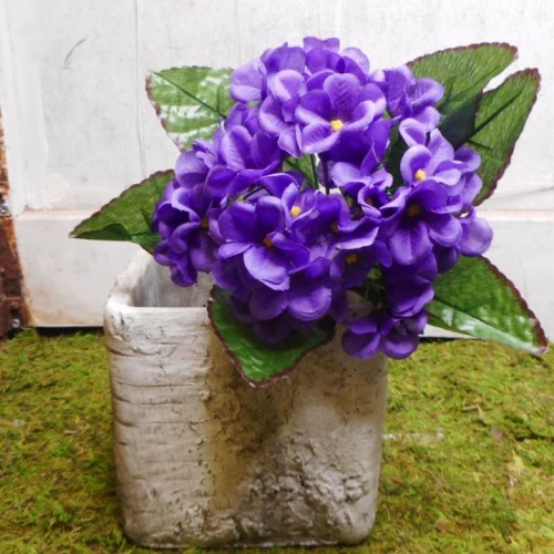 African Violet Purple 21cm - V002 M2