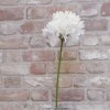 Agapanthus Cream 87cm - A047 A1