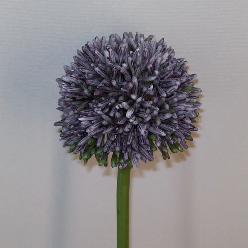 Artificial Hedgerow Allium Blue Purple 54cm - A087 A2
