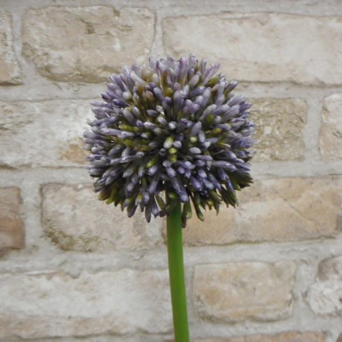 Artificial Hedgerow Allium Blue Purple 54cm - A087 A2