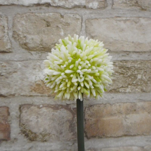 Artificial Hedgerow Allium Cream Green 54cm - A088 A2