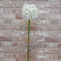 Large Artificial Allium Mount Everest Cream 77cm - A002 