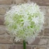 Large Artificial Allium Mount Everest Cream 77cm - A002 