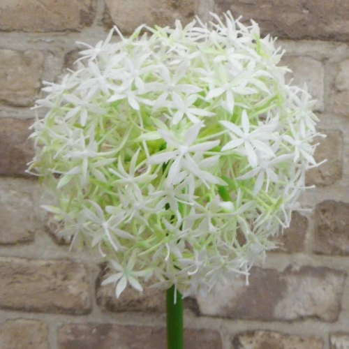 Large Artificial Allium Mount Everest Cream 77cm - A002 