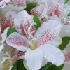 Silk Alstroemeria Bundle Cream 35cm - A078 A3