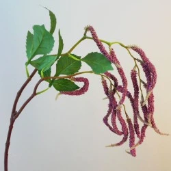 Artificial Amaranthus Mauve - AMA003 A3