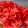 Artificial Amaryllis Red 40cm - A010 GG2