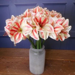 Artificial Amaryllis Red Cream 40cm - A031 HH4