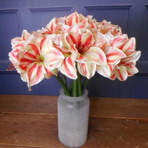 Artificial Amaryllis Red Cream 40cm - A031 HH4