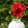 King Artificial Amaryllis Red 68cm - A030 BX22