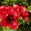 King Artificial Amaryllis Red 68cm - A030 BX22