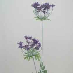 Anethum Purple 90cm - A005a A1