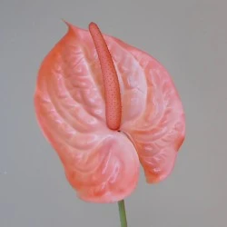 Artificial Anthurium Salmon Pink 70cm - A073 HH4